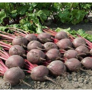 Sfecla rosie Boro F1 - 10.000 seminte