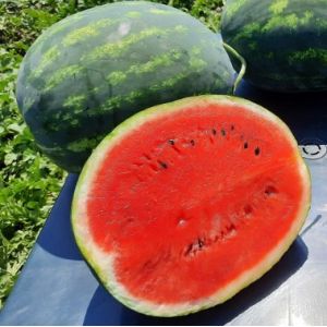 Pepene verde Sherkhan F1 - 100 seminte