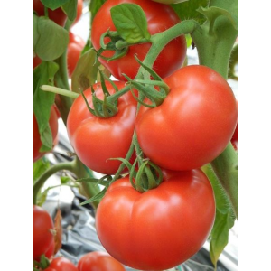 Tomate Kiveli F1 - 500 Seminte