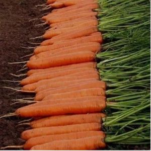 Morcov Monanta - 50g