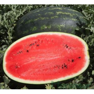 Pepene verde Mirsini F1 - 1000sem