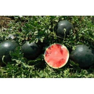 Pepene verde Romantic F1 - 1000sem