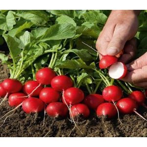 Ridichi de luna Rudolf - 50g