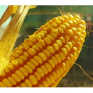 Porumb Turda Star FAO 340 - 10kg