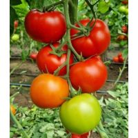 Tomate Lacarta F1 - 500sem