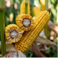 Porumb Kinemas KWS - FAO 350 - 25000 sem