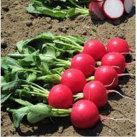 Ridichi de luna Melito F1 - 10.000 seminte