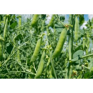 Mazare furajera Saxon