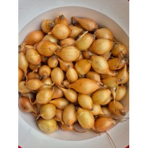 Arpagic Hercules, calibru 16-21 mm