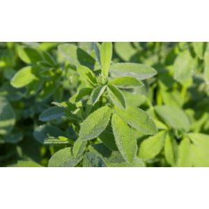 Lucerna Letizia - 1 kg