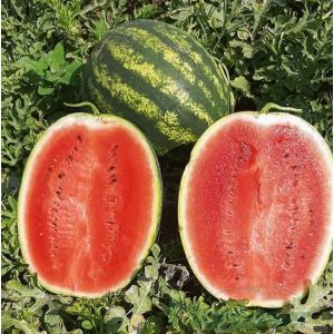 Pepene verde Roman F1 - 1000sem