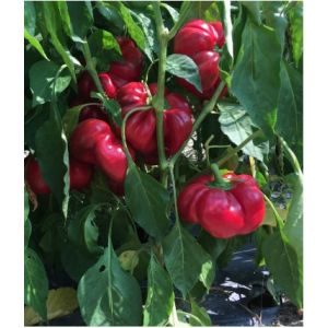 Ardei gogosar Bucur - 1000 seminte