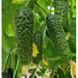 Castraveti Prut F1 - 500 sem