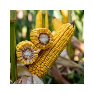 Porumb Kinemas KWS - FAO 350 - 25000 sem