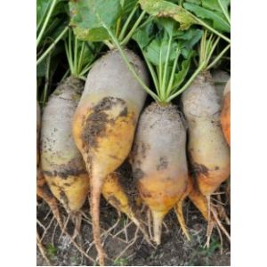 Sfecla furajera Ursus Poly - 50gr