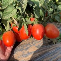 Tomate Galilea F1 - 500 sem.