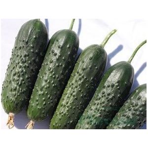 Castraveti Spino F1 - 500 sem