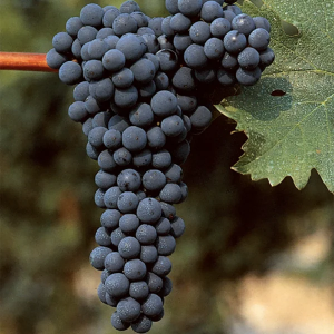 Butasi vita de vie Cabernet Sauvignon