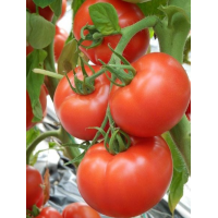 Tomate Kiveli F1 - 500 Seminte