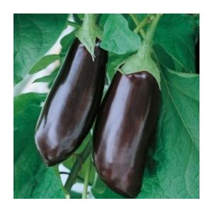 Vinete Halflange Violet - 10 g