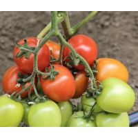 Tomate Seleto F1 - 250 sem