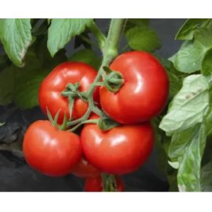 Tomate Signora F1 - 500 seminte