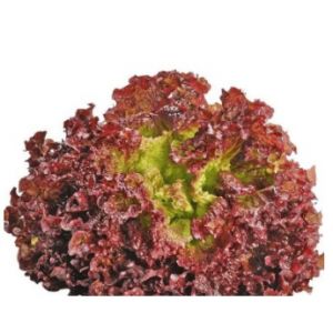 Salata Creata Lollo Rossa - 2gr