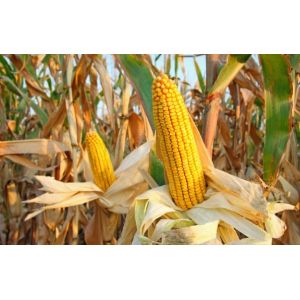 Porumb Olt 25.000 sem FAO 430/cca. 8 kg