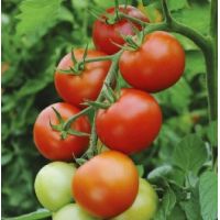 Tomate Moneymaker - 1 g