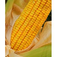 Porumb Torrano 80.000 sem FAO 350