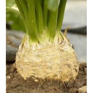 Telina Apollo - 2500sem