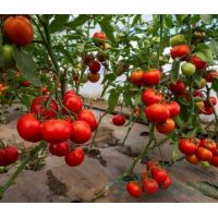 Tomate Devonet F1 - 500 seminte 