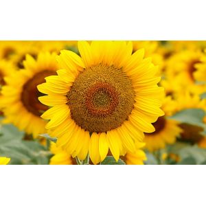 Floarea soarelui FD15E27 - 75.000 sem./cca. 4 kg