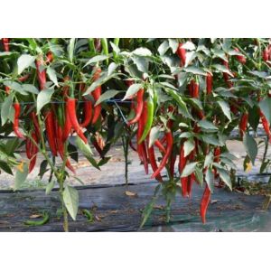 Ardei iute Sahem F1 - 500 sem.