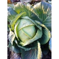 Varza toamna Muntenia - 50gr