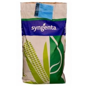 Porumb Enermax Syngenta - 50.000 sem