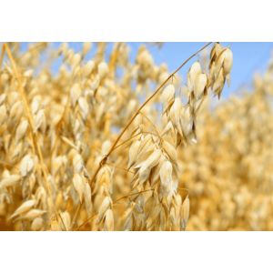 Ovaz Enjoy - sac 25 kg