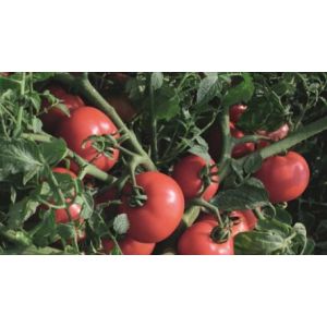 Tomate Sultan F1 - 1000 seminte